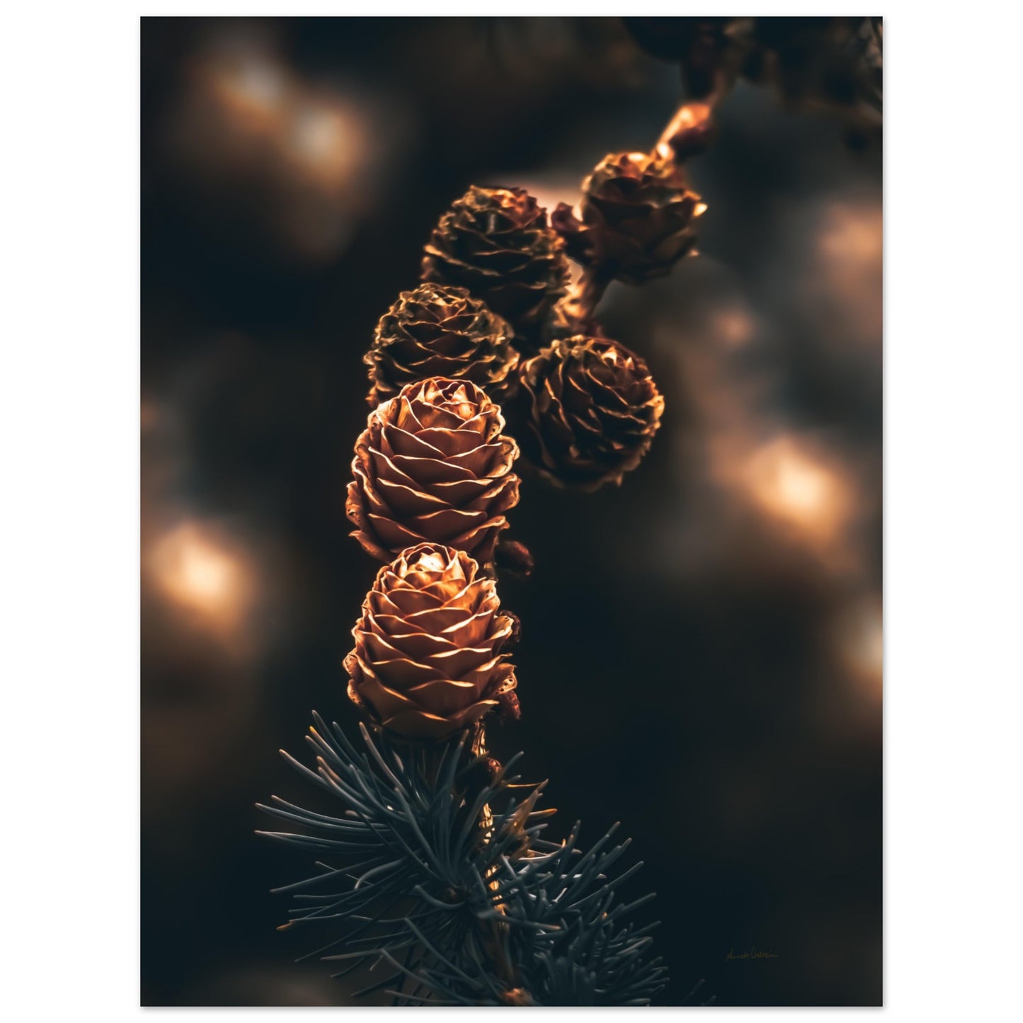 3663bde1-4b80-4c19-bcb2-241926252817