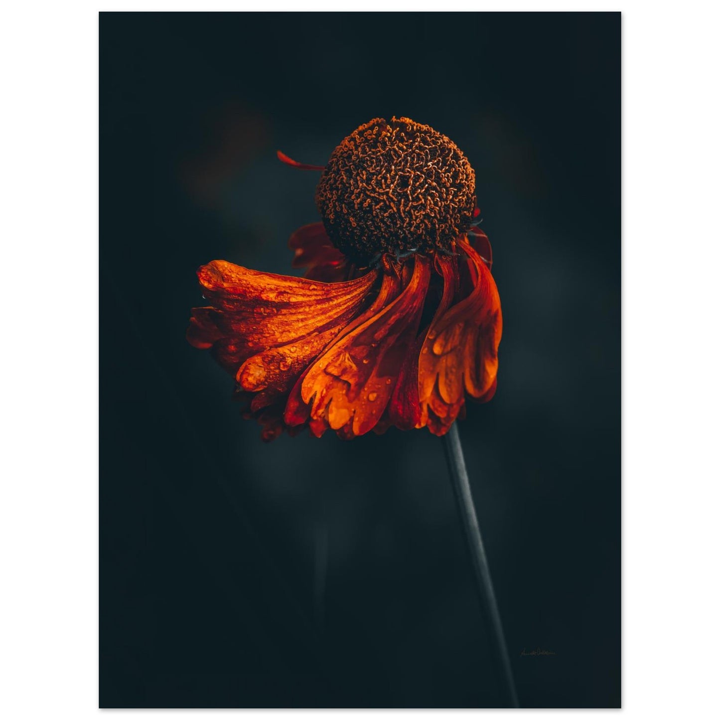 5c013ed1-f110-447c-a8fb-bf973201eb68