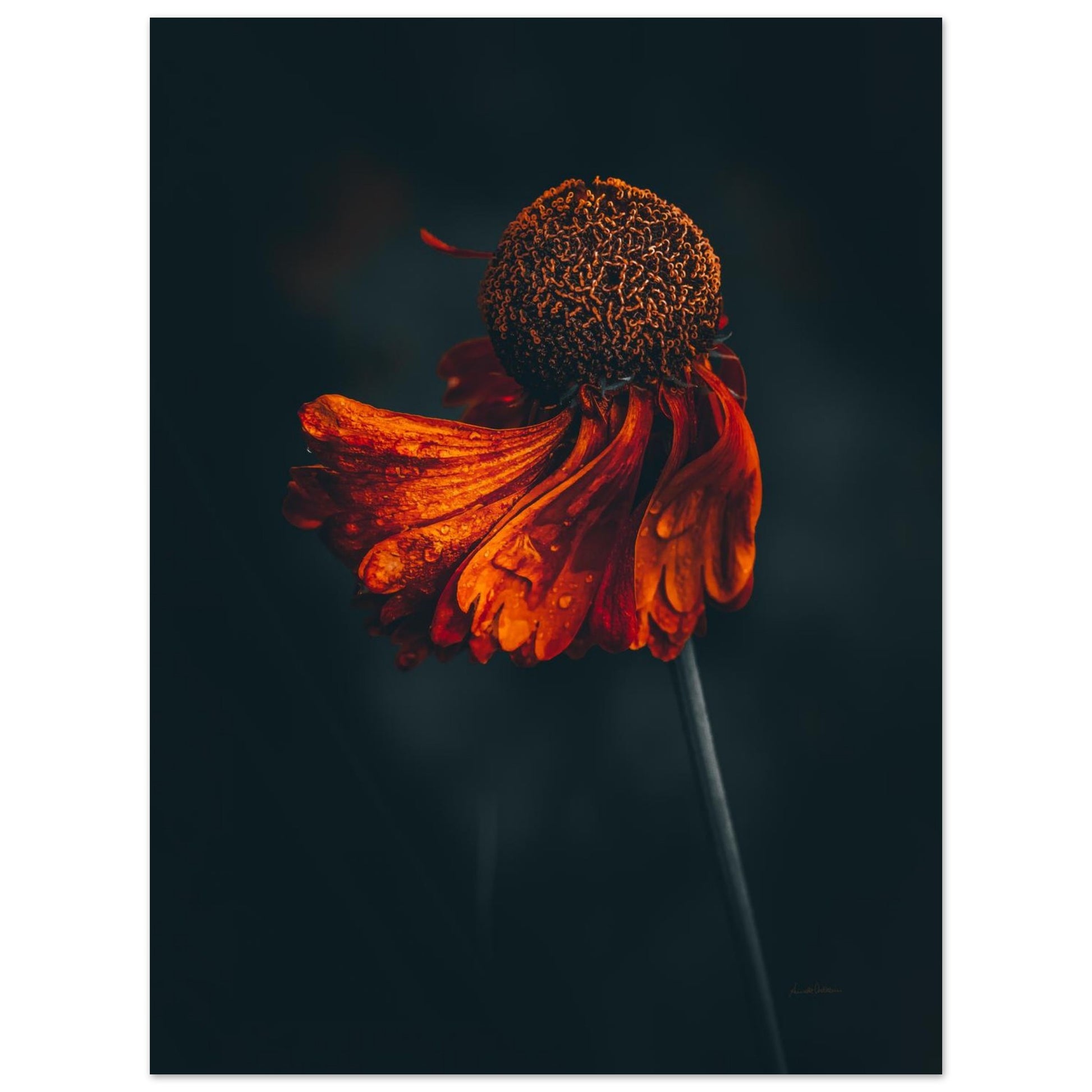 5c013ed1-f110-447c-a8fb-bf973201eb68