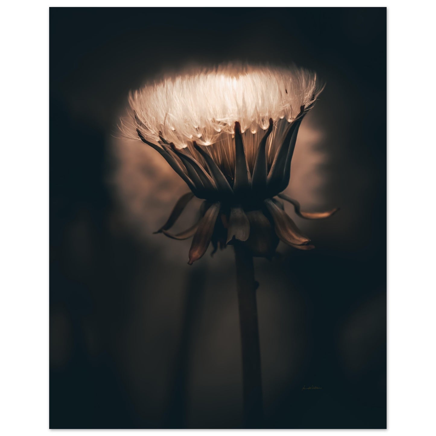 9922d367-da70-418e-8cc8-a7658bb8f02f