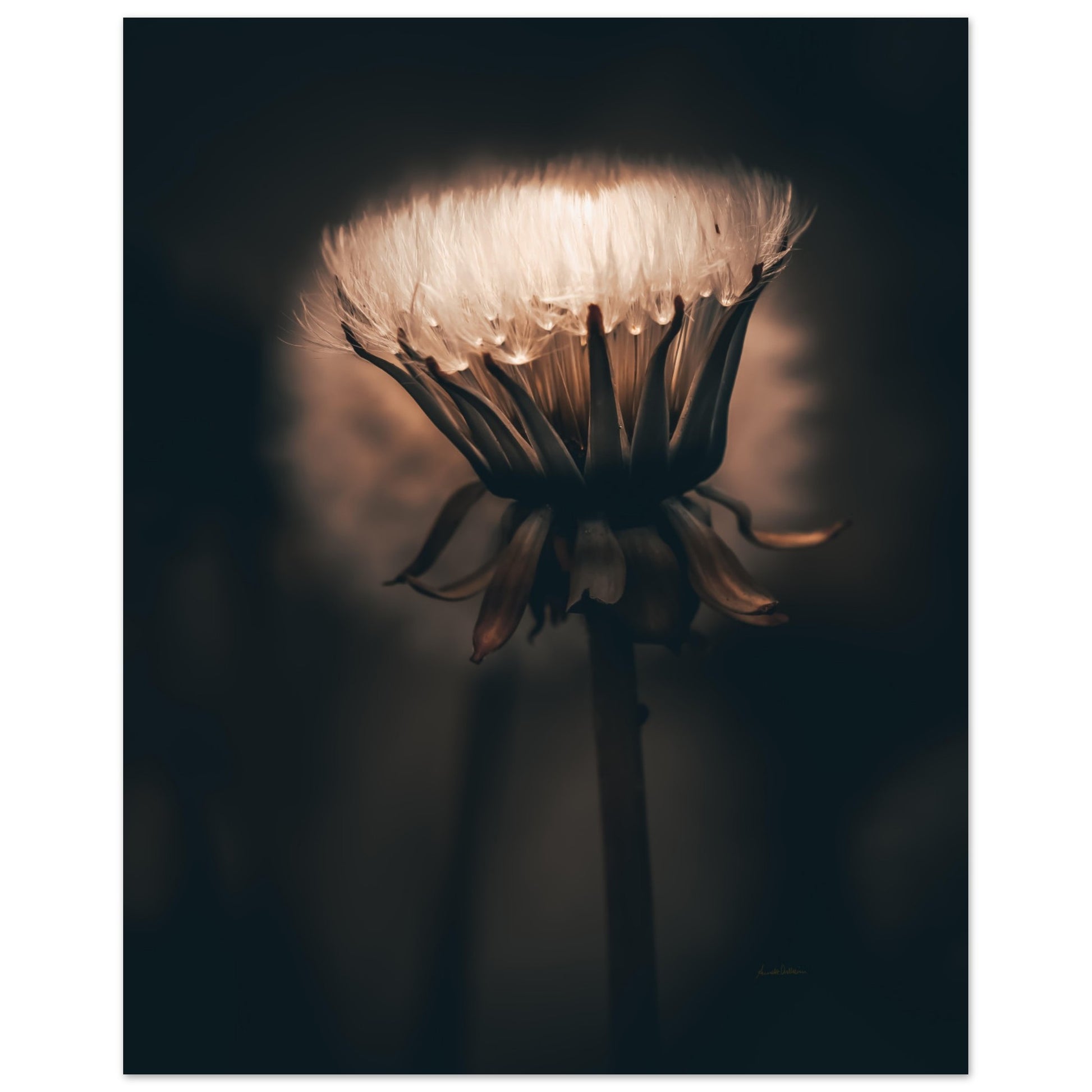 9922d367-da70-418e-8cc8-a7658bb8f02f