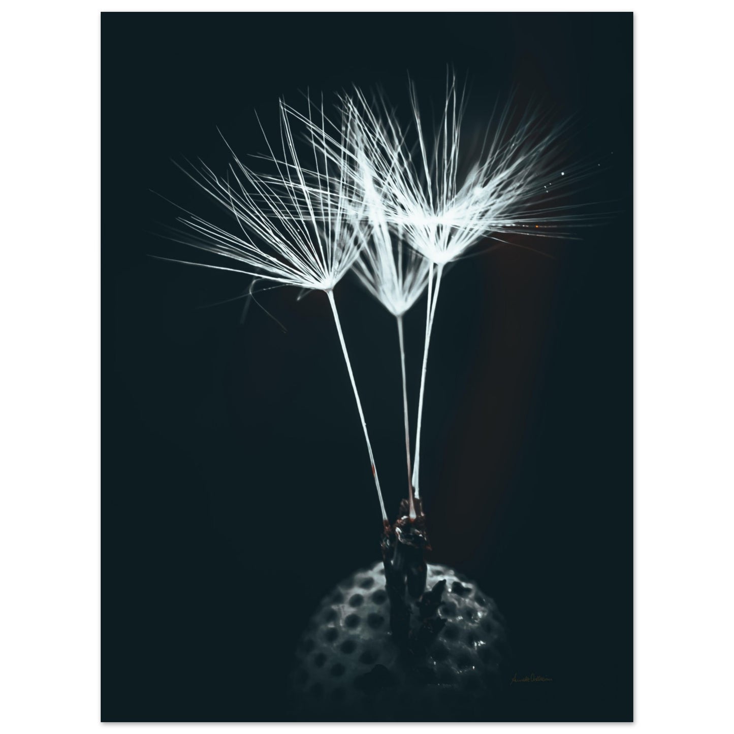 b44b85ca-20d4-4365-9aca-a70e46ada12e