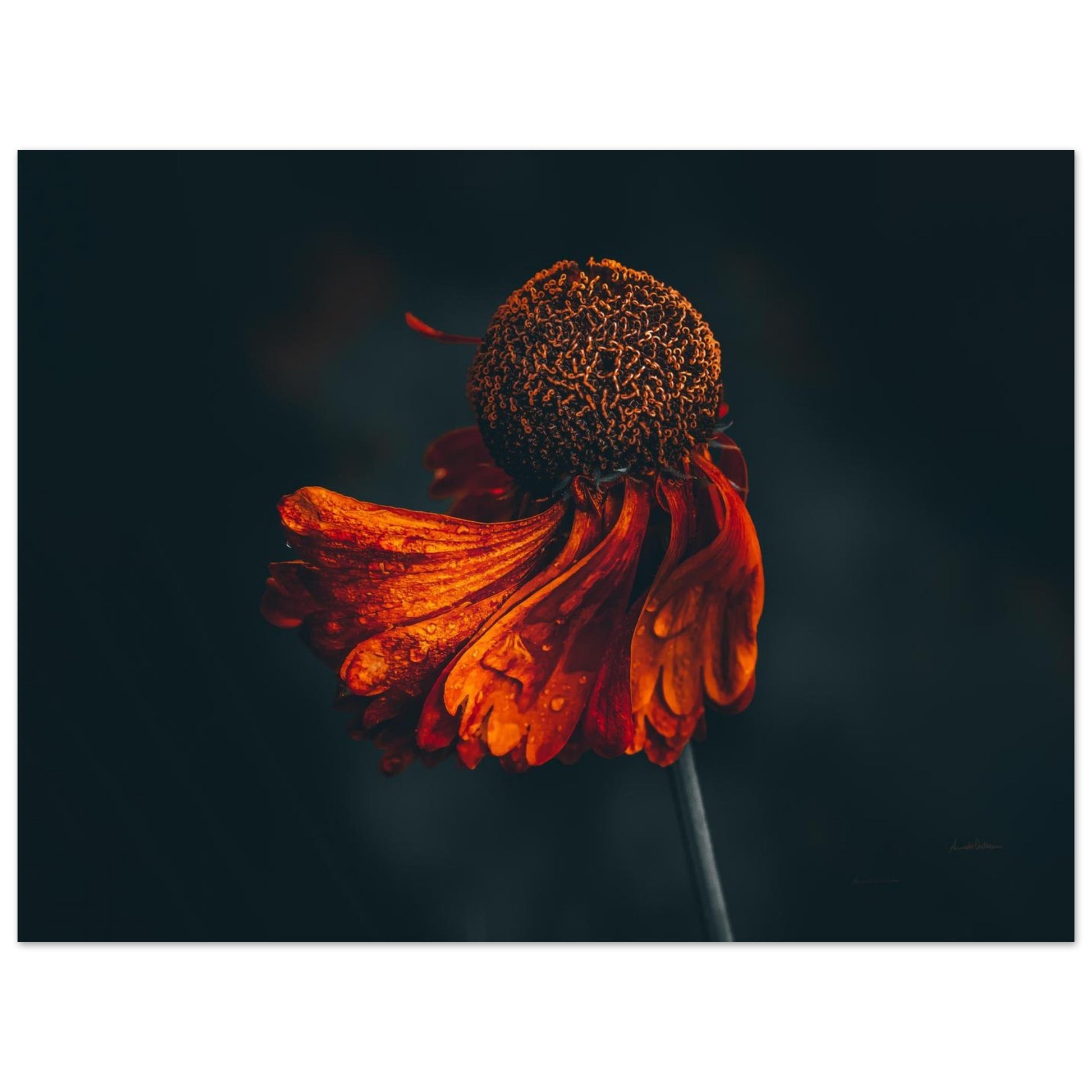 b860c590-10fb-4657-8348-c95838dfeb72